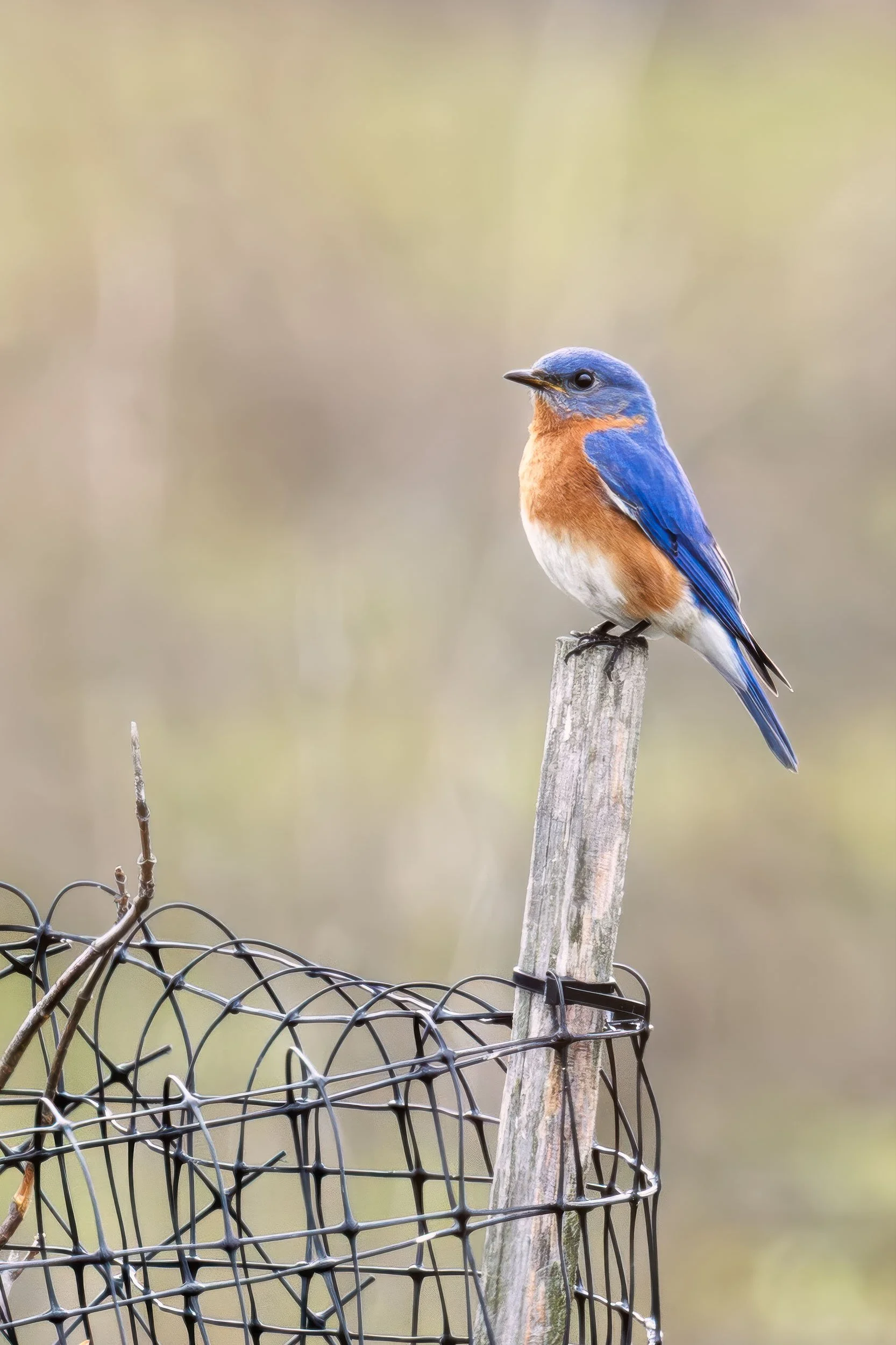 Backyard Birds