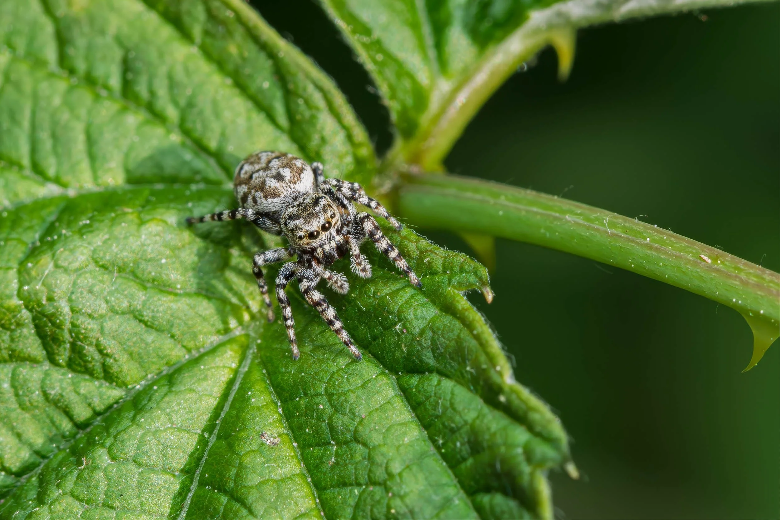 Jumping Spider-1.jpg