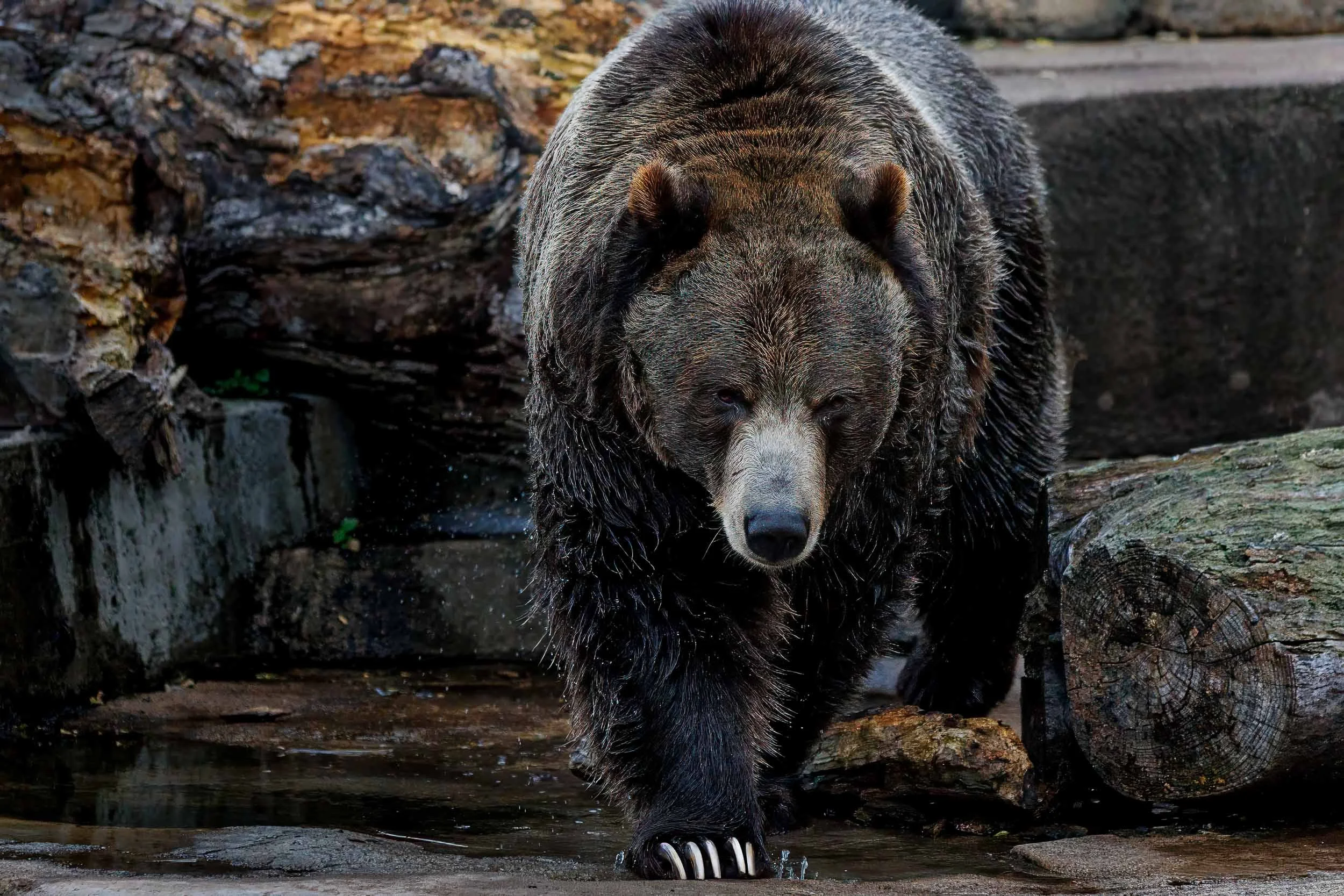 Bear -1.jpg