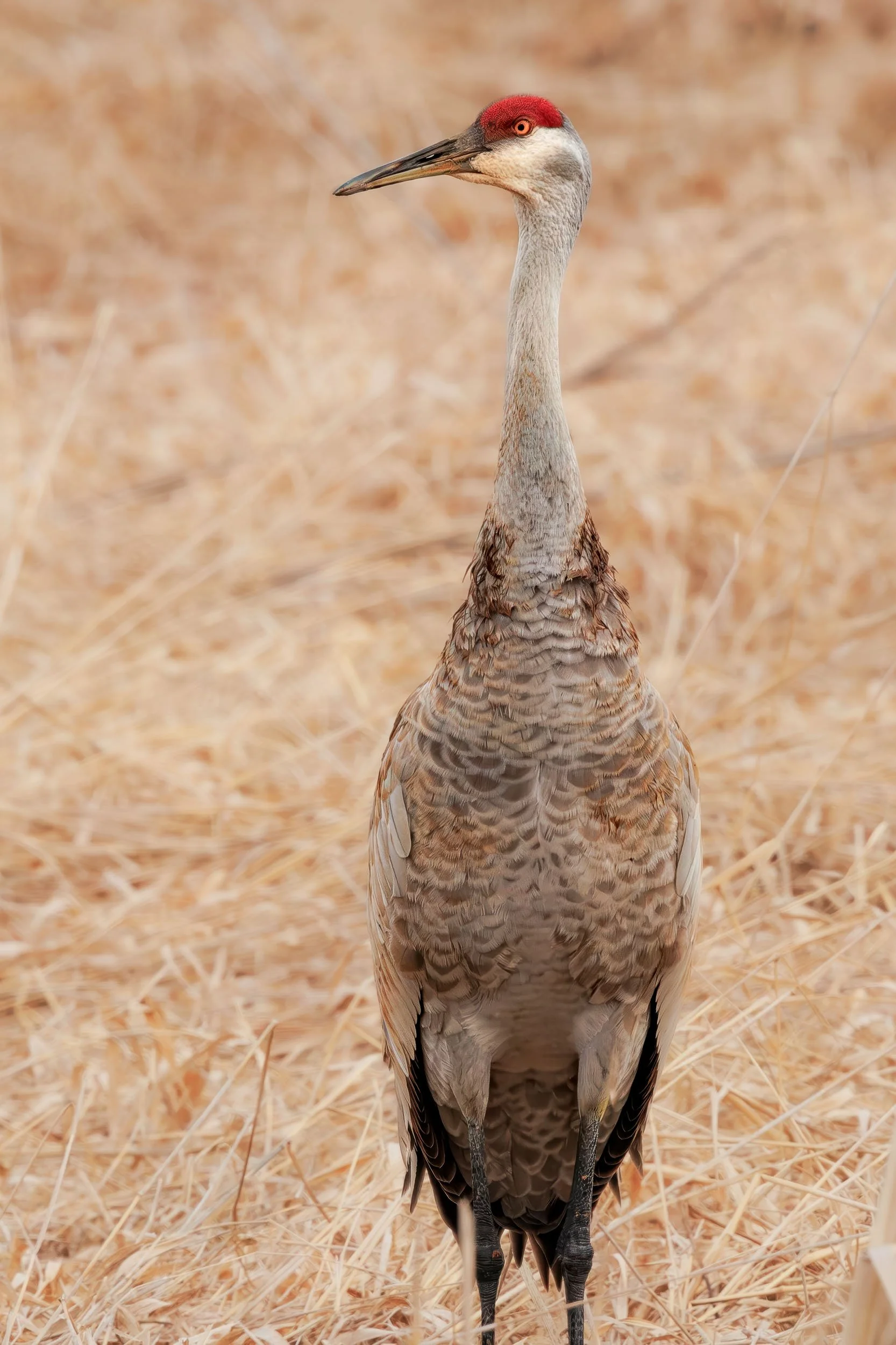 Sandhill Crane Portrait-1.jpg