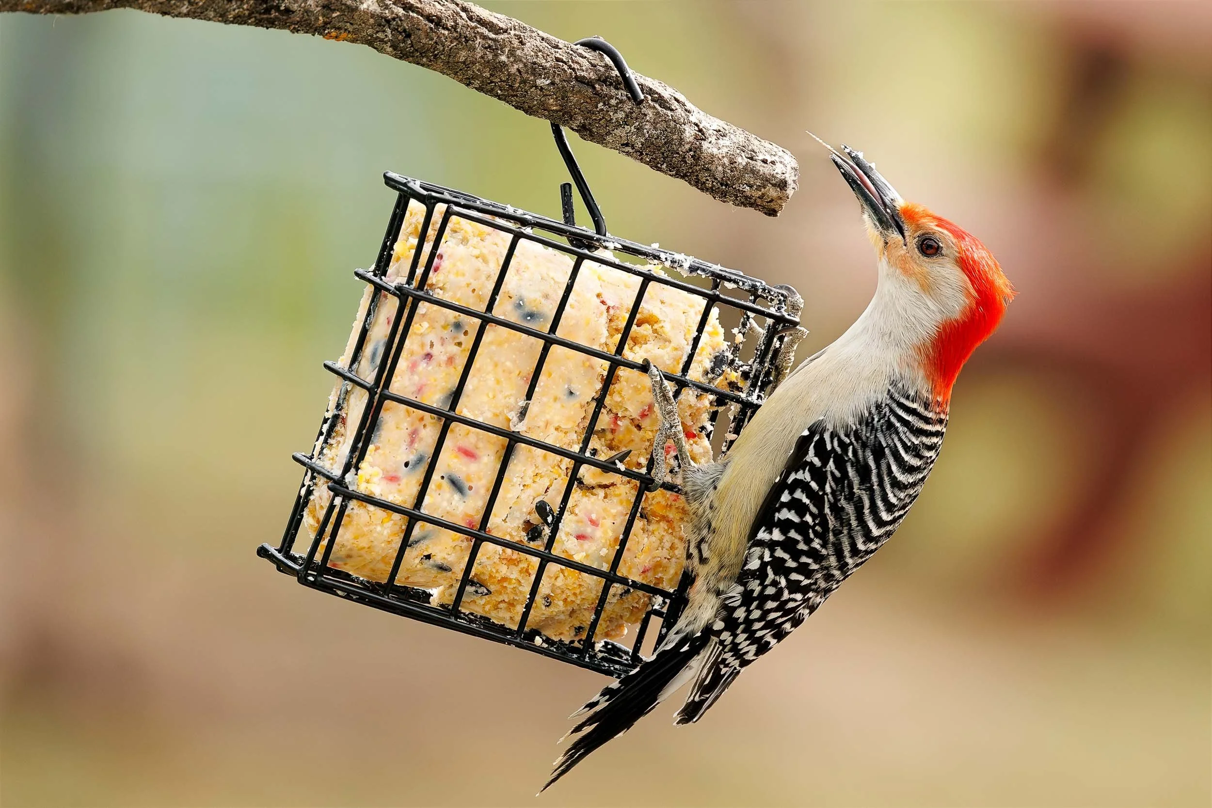 Red-bellied Woodpecker-1.jpg