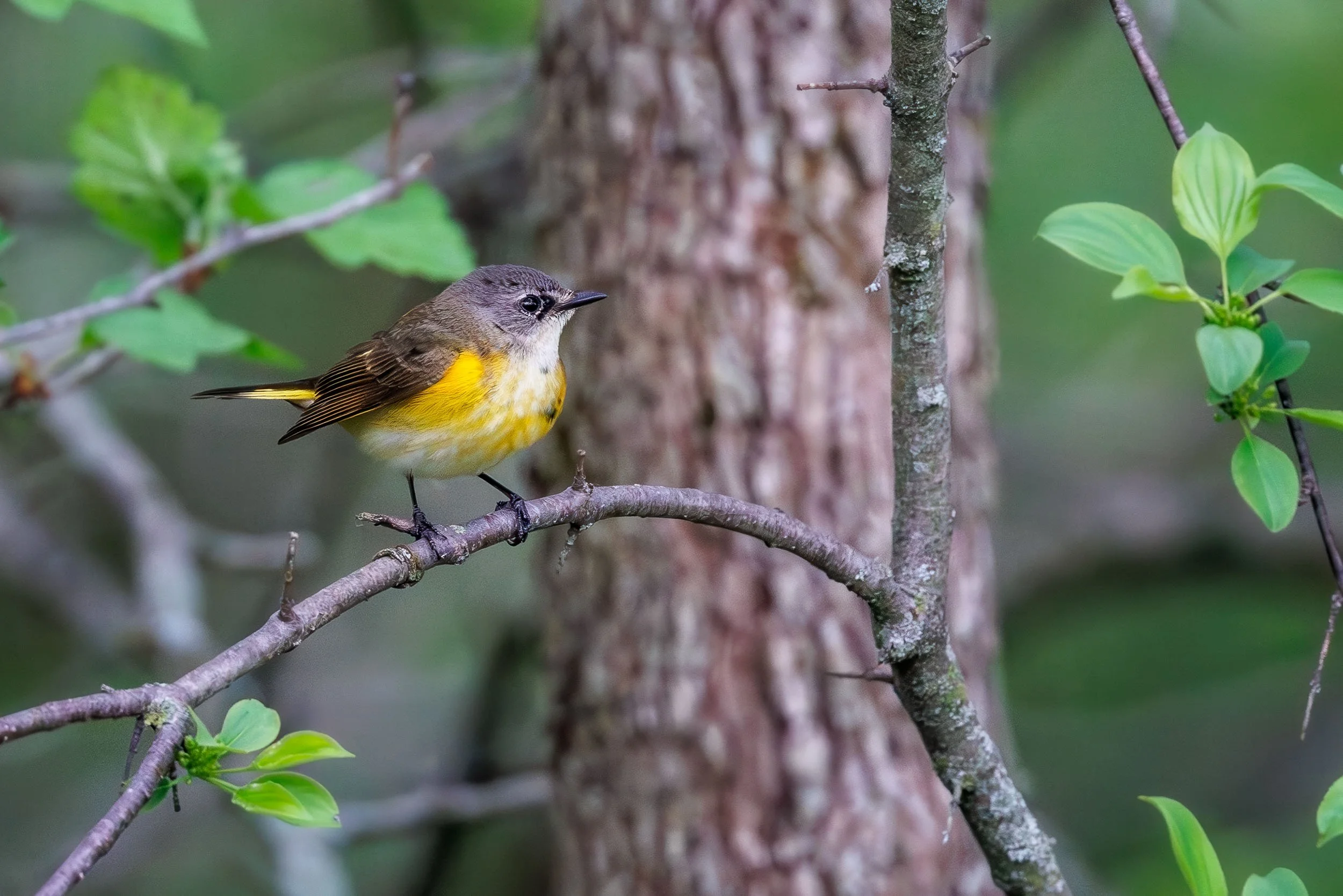 American Redstart-1.jpg