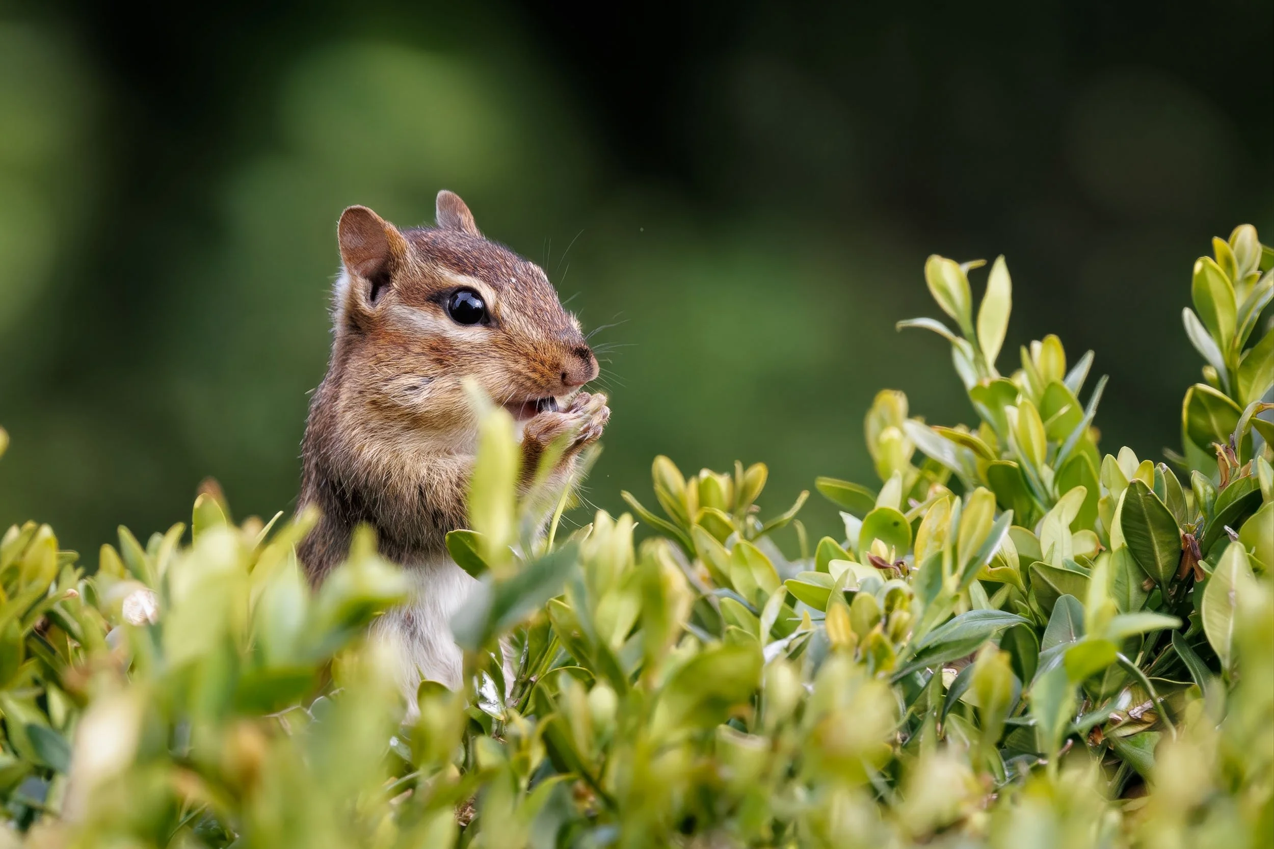 Chipmunk-1.jpg