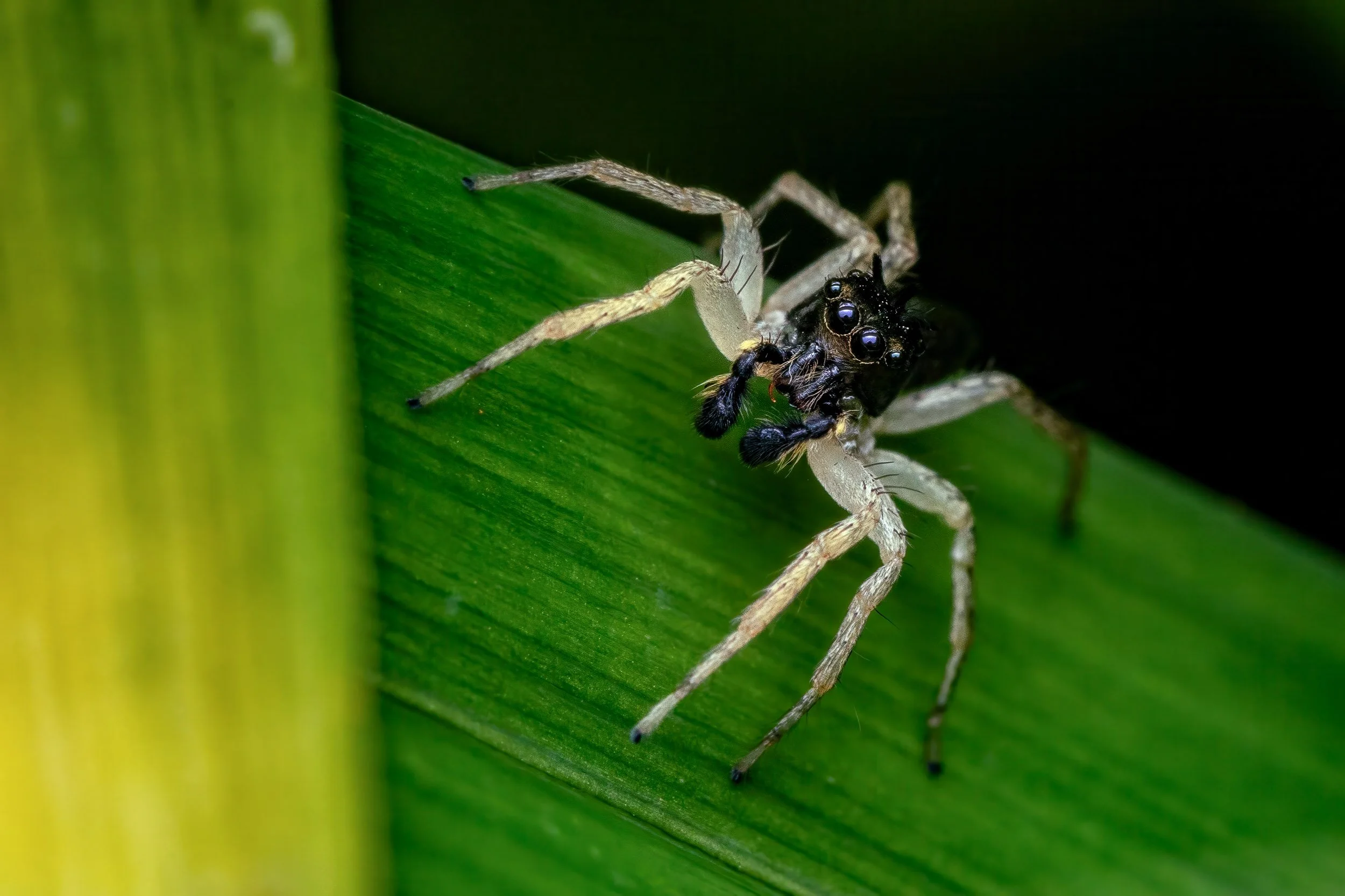 Dimorphic jumping spider-1.jpg
