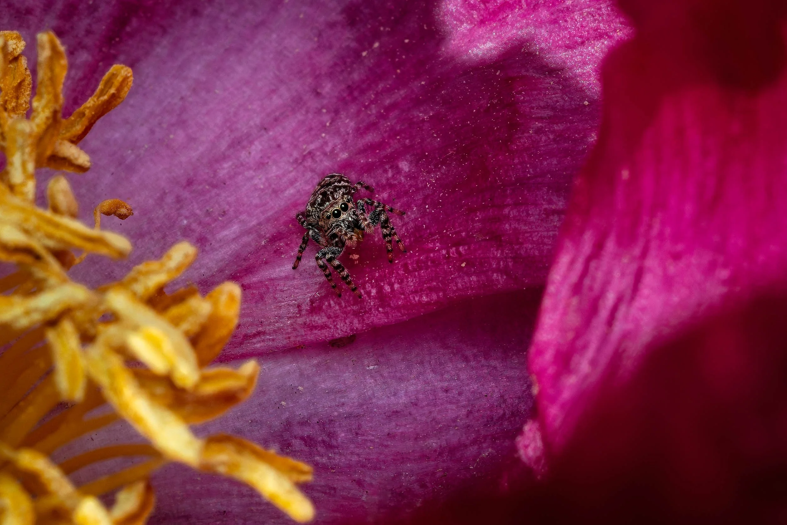 Jumping Spider on peony-1.jpg
