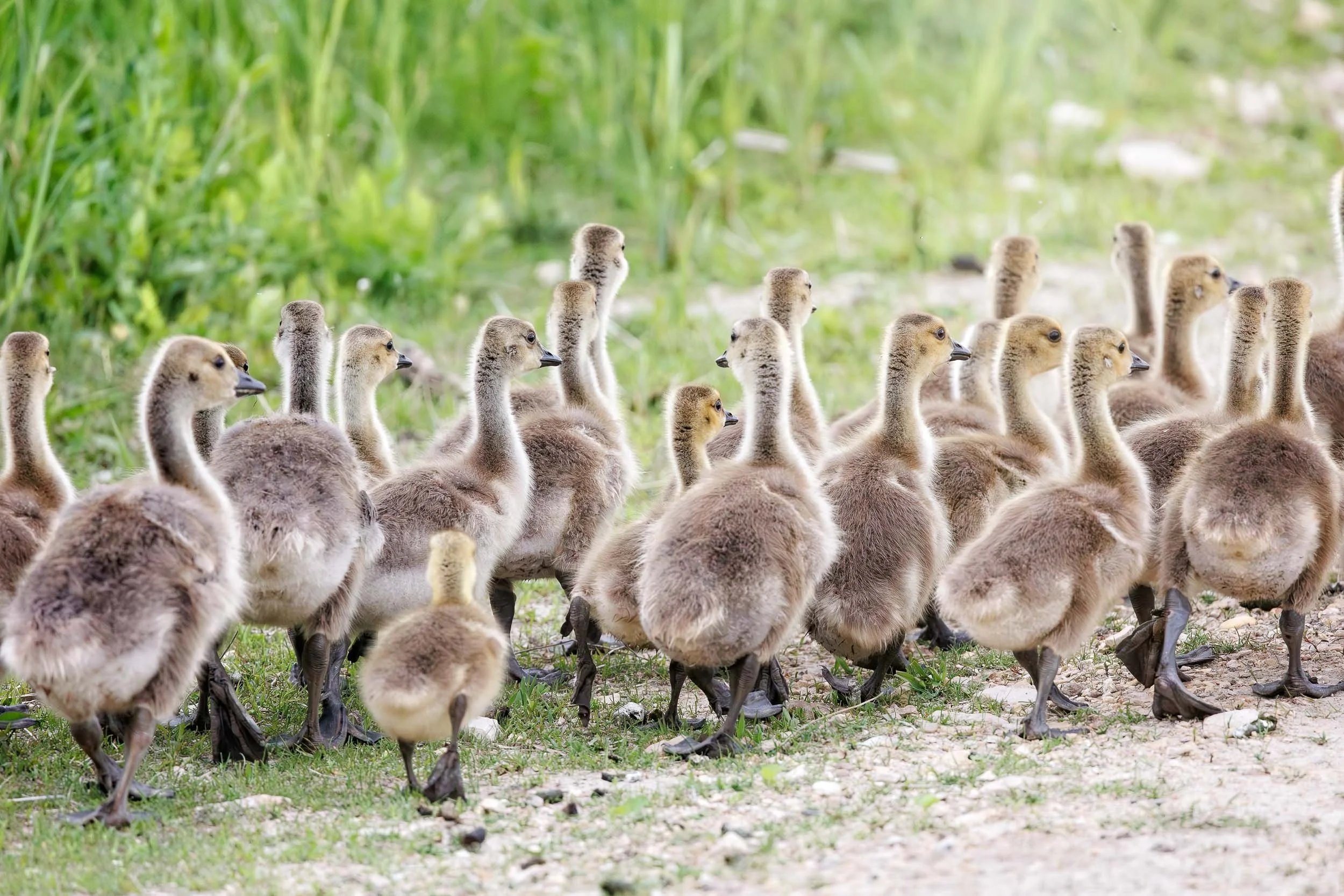 Goslings-1.jpg