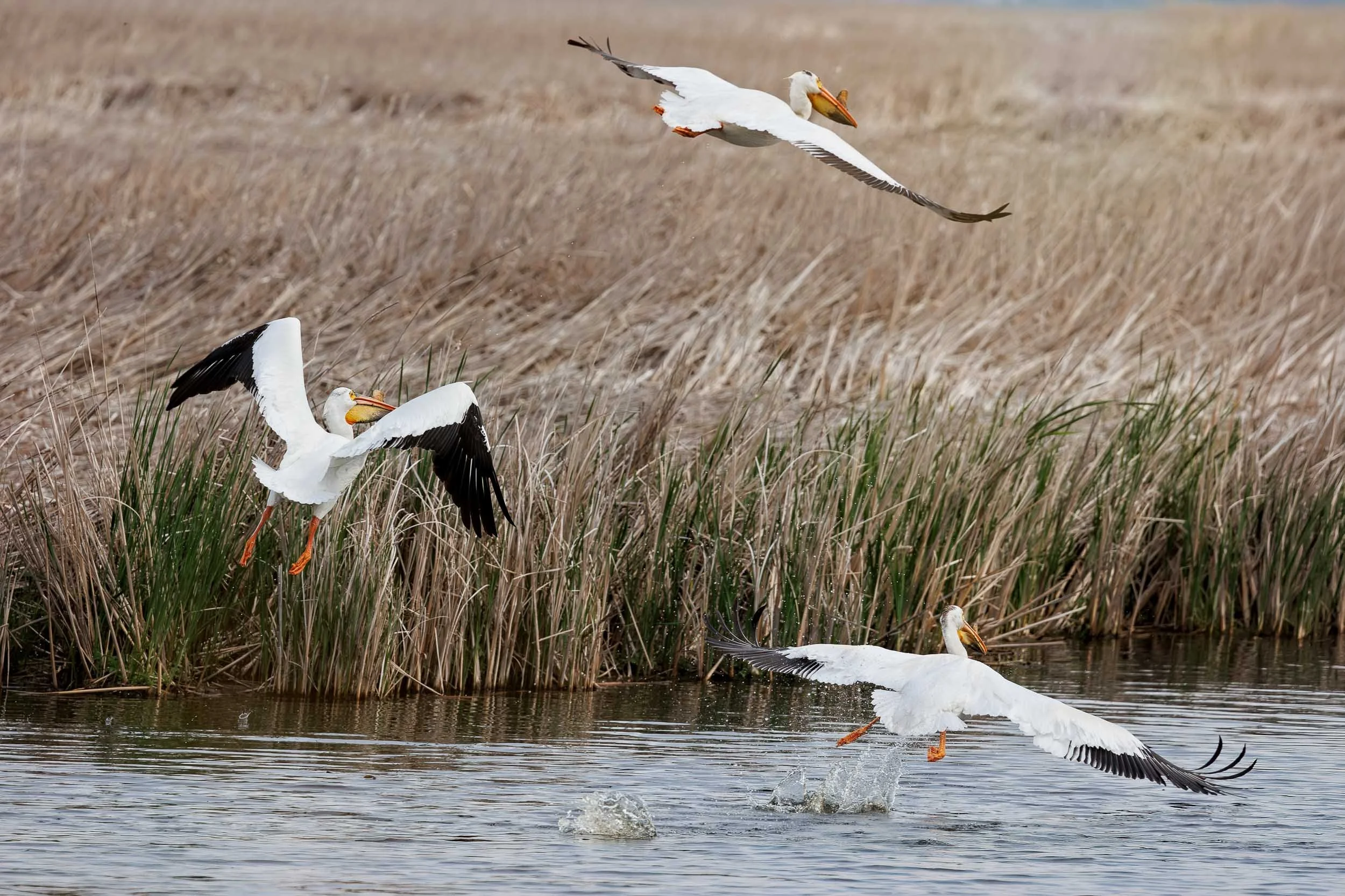 Pelicans-1.jpg