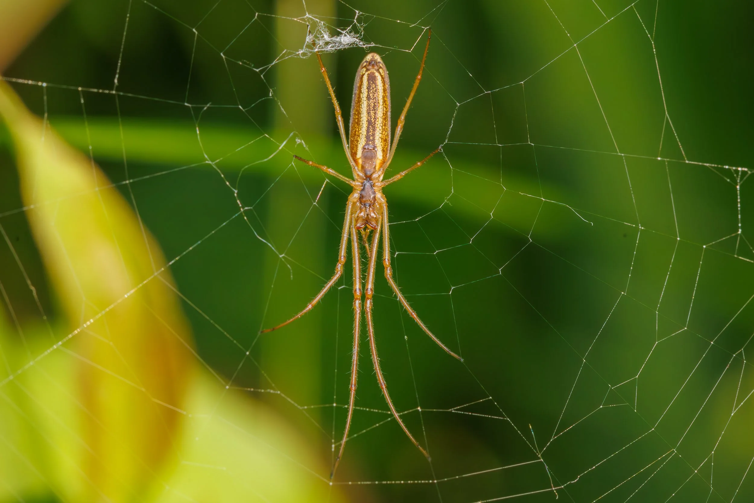Stretch spider-1.jpg