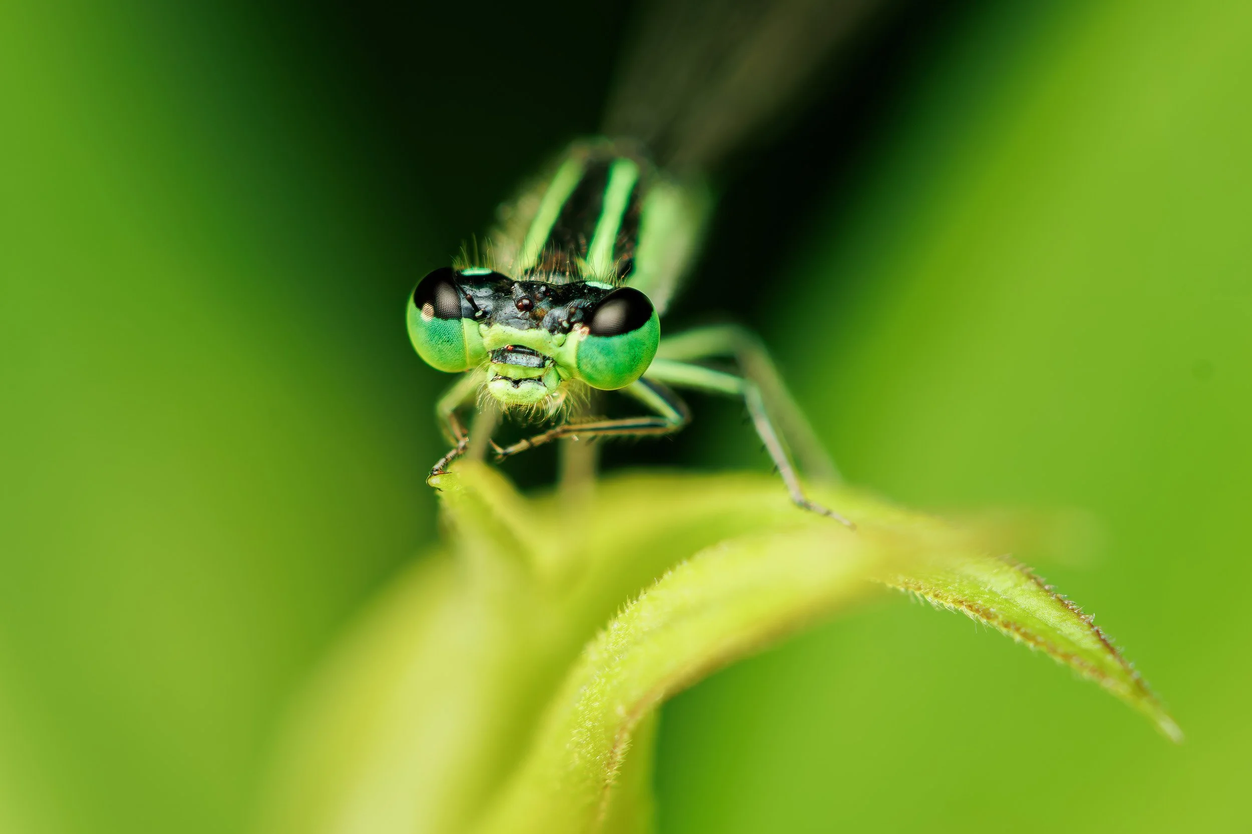 Damselfly Closeup-1.jpg