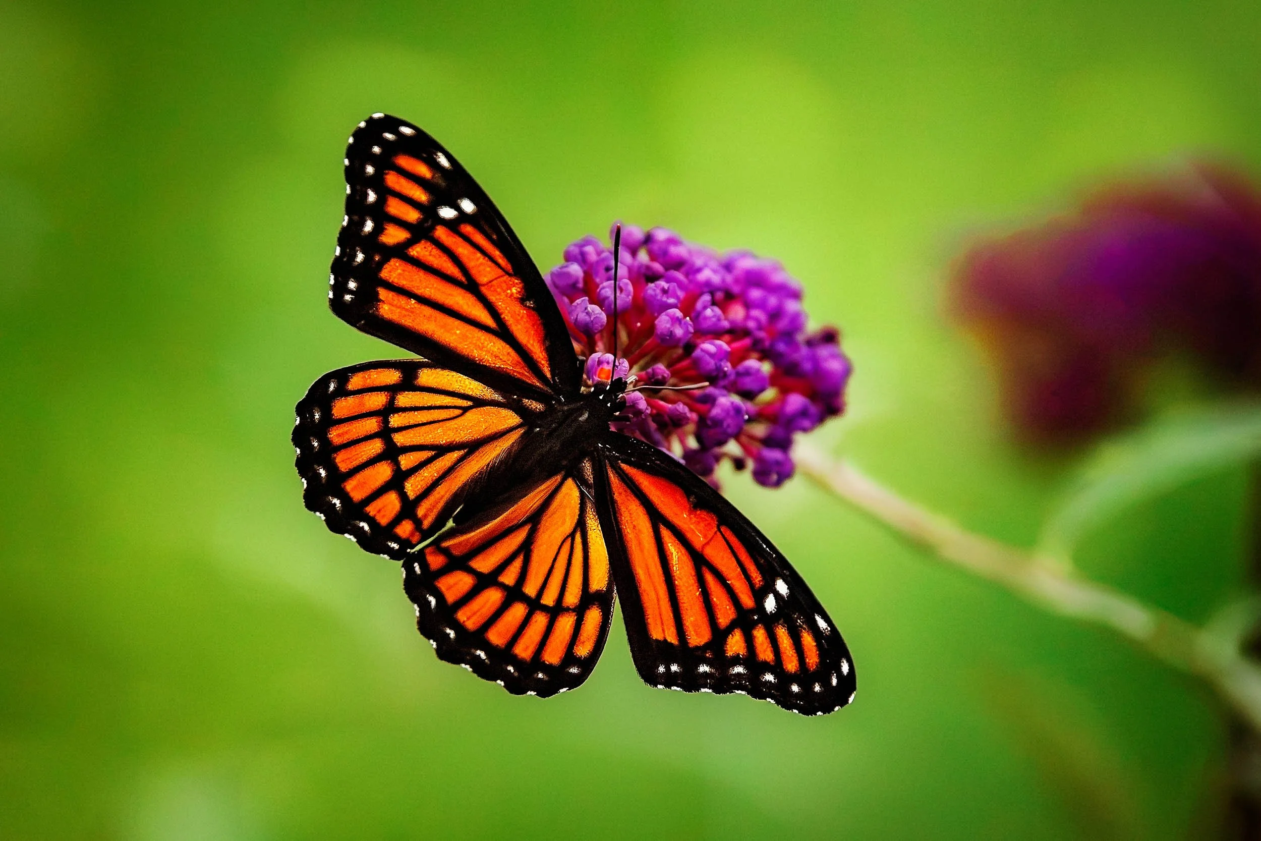 Viceroy butterfly