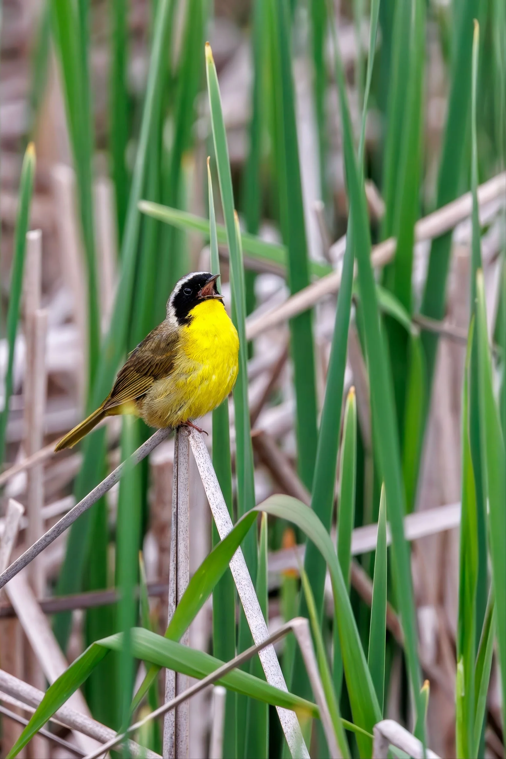 Common Yellowthroat-1.jpg