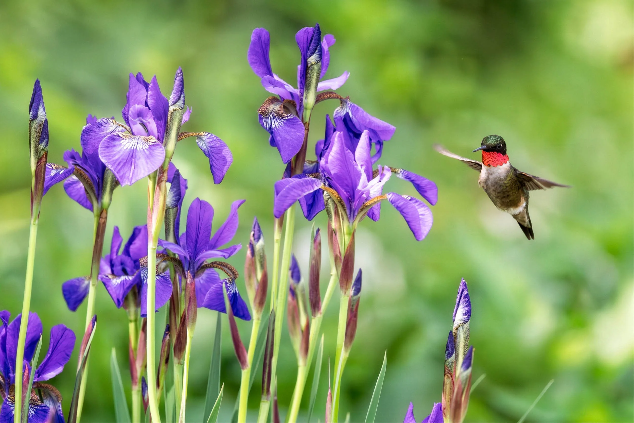 Ruby-throated hummingbird iris-1.jpg