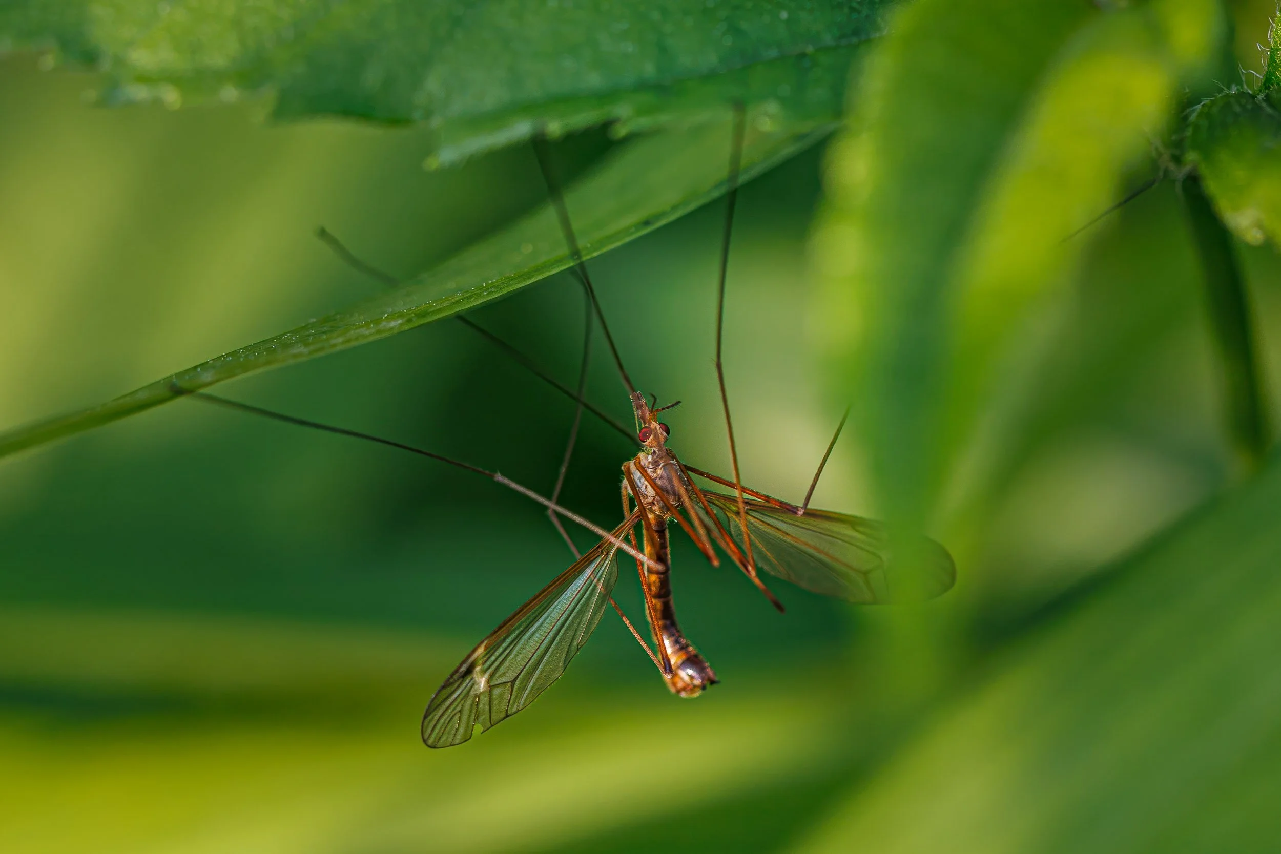 Insects-18.jpg