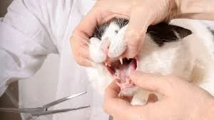 cat dental exam