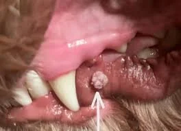 papilloma on dog bushnell animal clinic