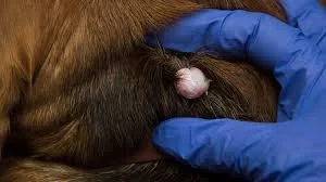 sebacous cyst bushnell animal clinic