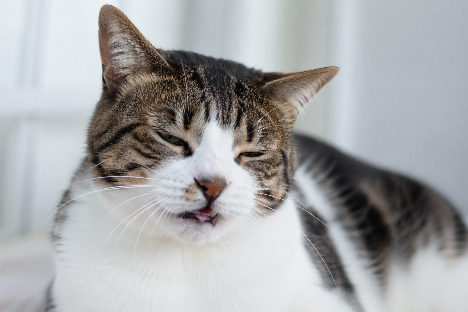 cat with rhinitis not eating