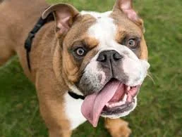 brachycephalic dog panting
