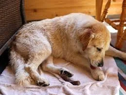 allergic dermatitis dr hart