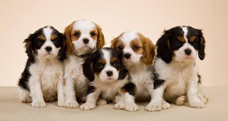 cute puppies