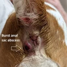 burst anal gland abscess