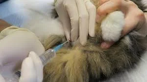 urinary catheter placed in a cat