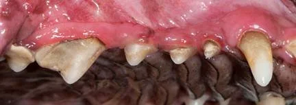 🐶🐱 Understanding Bad Breath in Dogs and Cats: Causes, Treatment, and When to Seek Veterinary Care