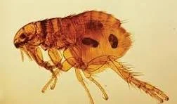 🐾 Fleas &amp; Ticks: What Every Pet Owner Needs to Know