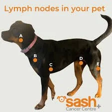 Lymphoma in Dogs: Symptoms, Diagnosis, Treatment Options 