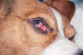 Meibomian Gland Tumors in Dogs: Symptoms, Treatment &amp; What Pet Parents Should Know 