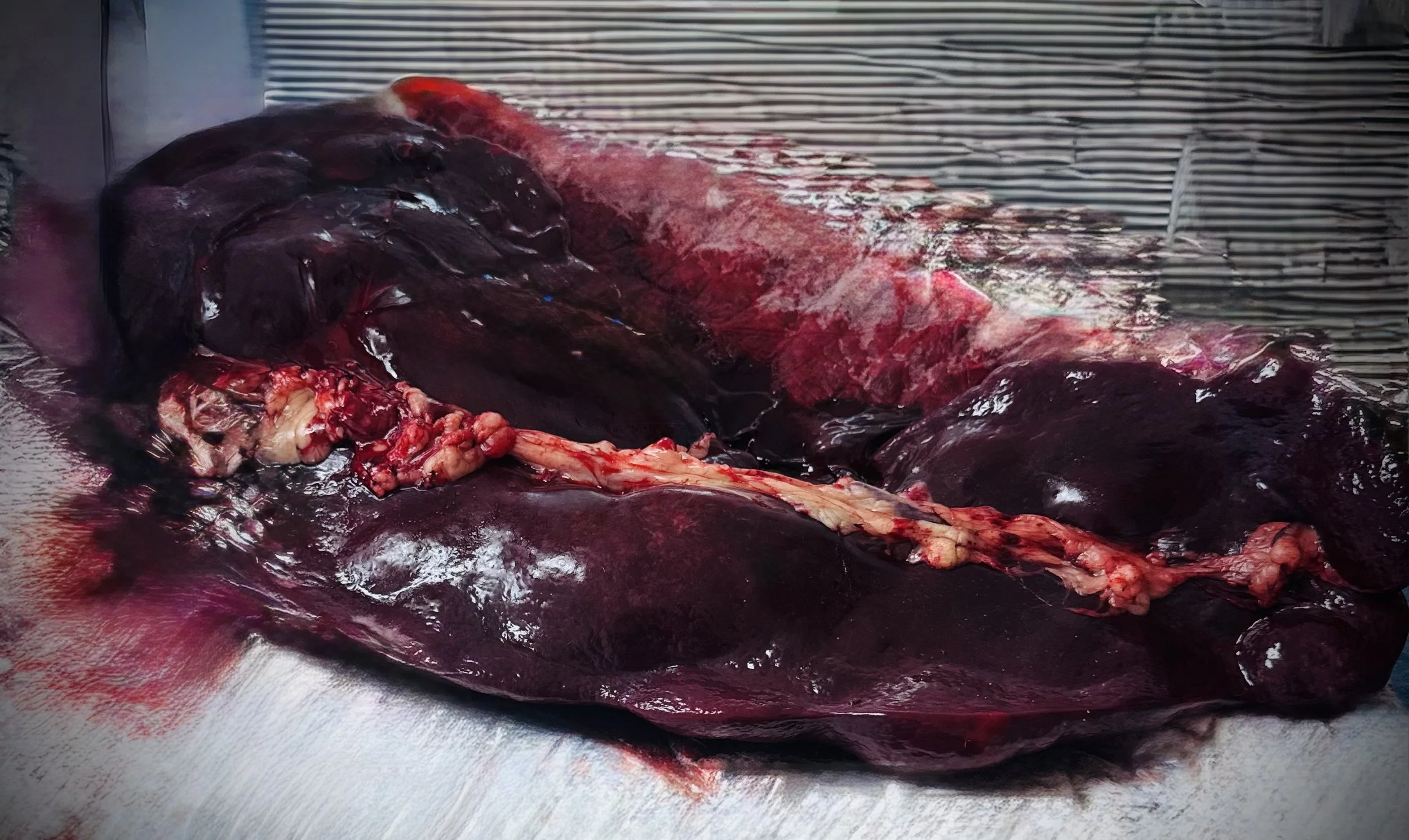 🐾 Understanding Splenic Masses in Dogs: Symptoms, Treatment, and What Pet Owners Should Know