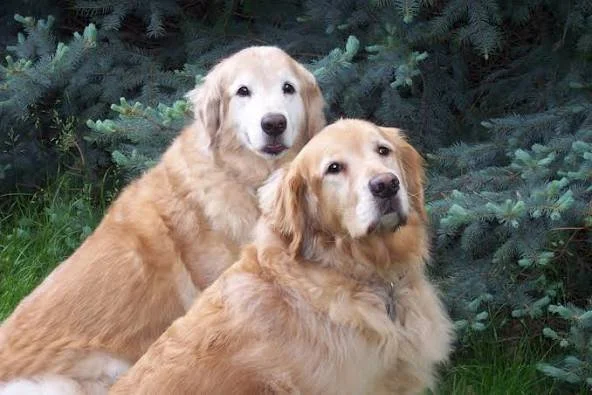 💛 Holding Their Paw Through Hard Moments: A Loving Guide to Pet Quality of Life