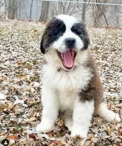 Why Spaying Your Female Dog Is One of the Most Important Health Decisions You Can Make