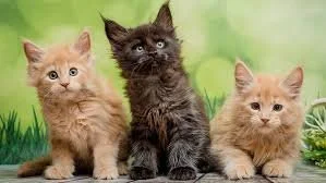 Asthma in Cats: Symptoms, Diagnosis, Treatment, and Long‑Term Care 