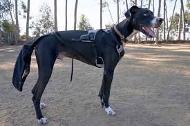 Happy Tail Syndrome in Dogs: Cause and Treatments