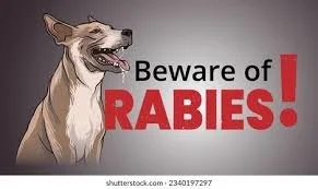 Essential Guide to Dog Rabies Vaccines in Florida