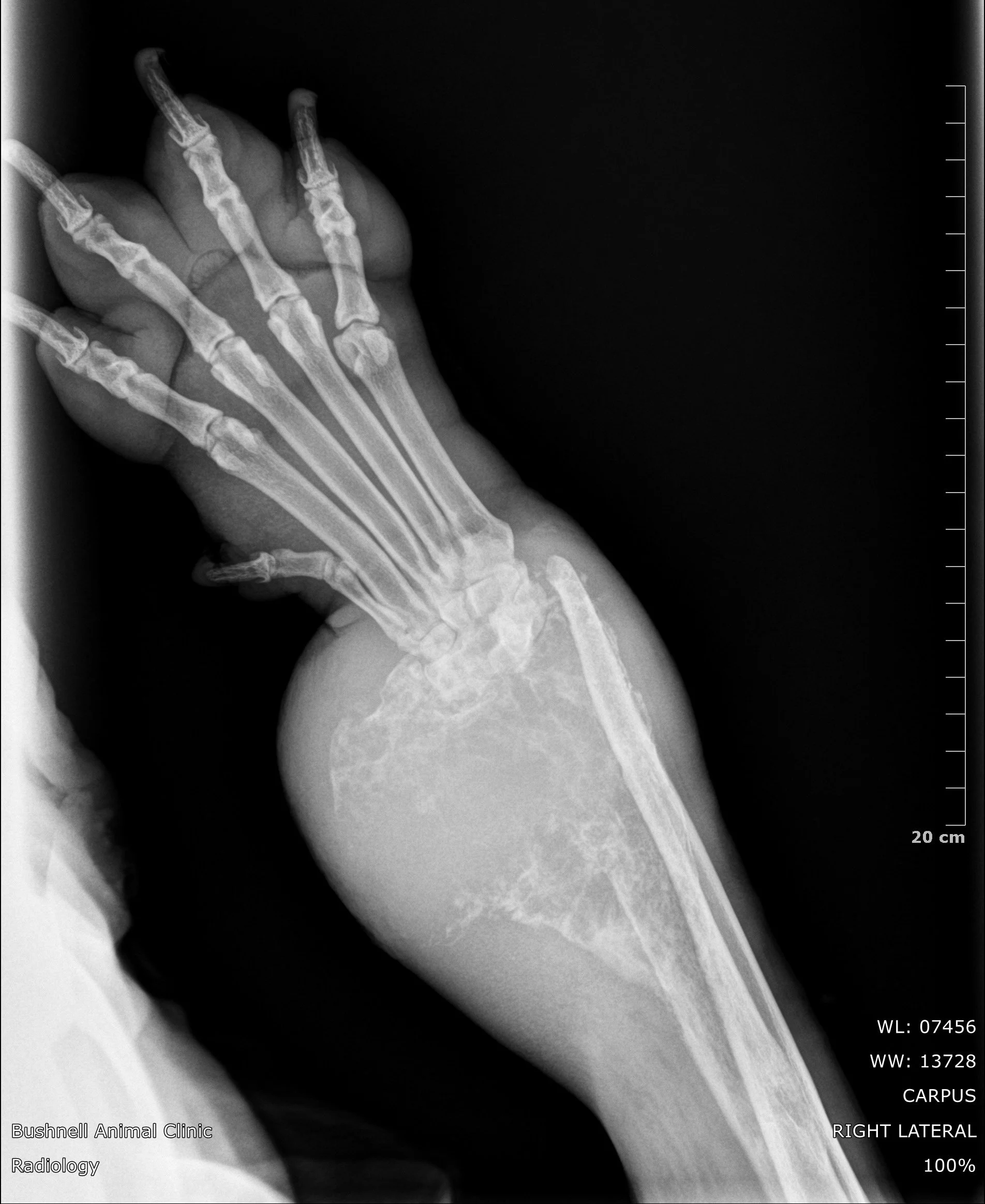       
  
    Osteosarcoma in Dpgs: Diagnosis, Treatment and Prognosis  


   .fe-block-c353a517befa2f1a40f3 {mix-blend-mode: ;
    } 



 
              Canine osteosarcoma is the most common bone cancer in dogs and often progresses quickly. This in