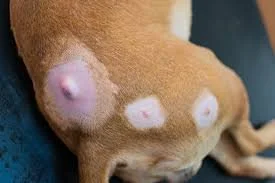 Canine Lipoma: Understanding Fatty Tumors in Dogs