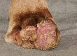 Hamartomas in Dogs: Causes, Symptoms, and Treatment