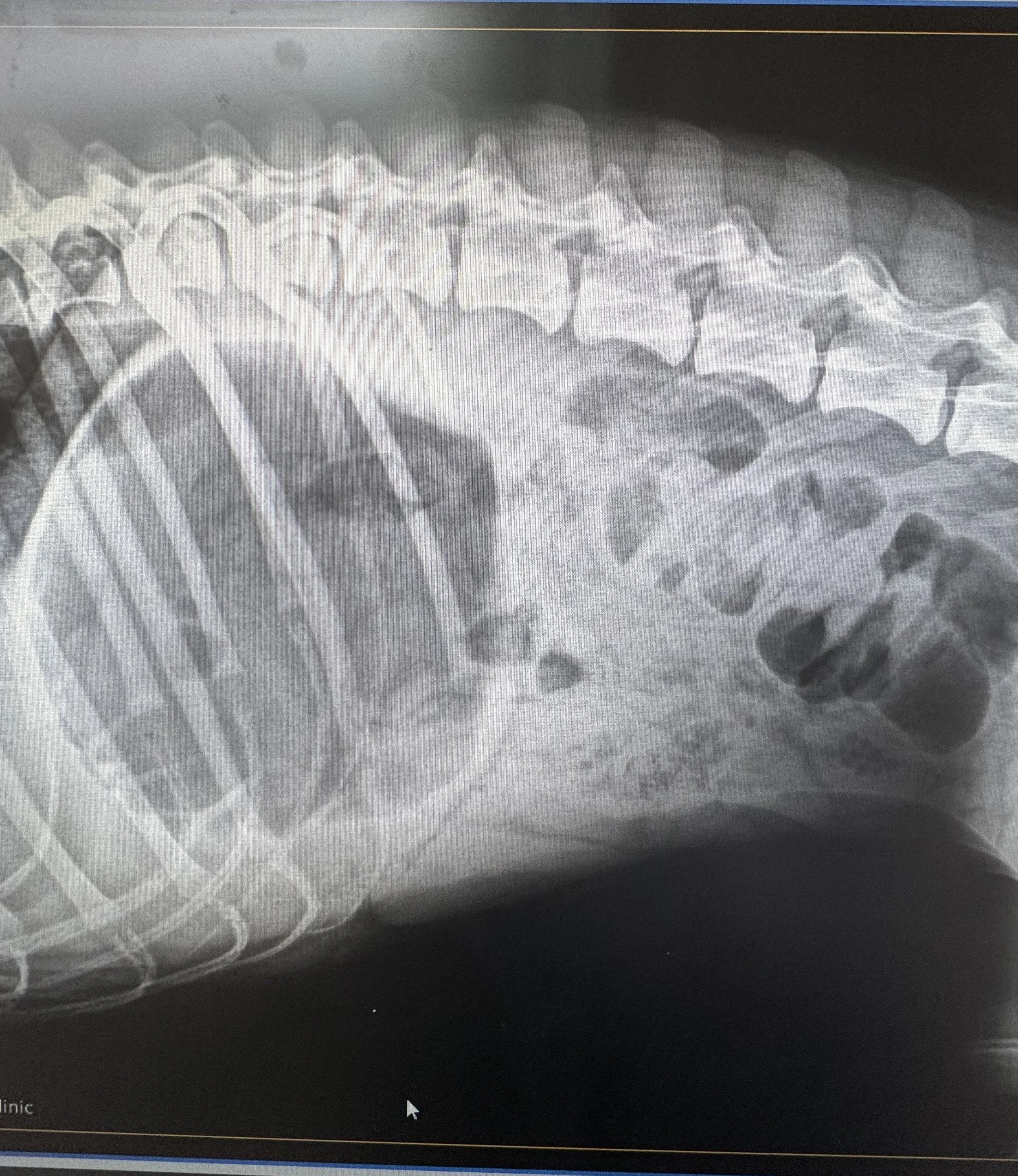 Intestinal Blockage in Dogs: Symptoms, Causes, and Treatment