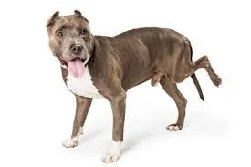 Arthritis in Dogs: Symptoms, Causes, and Treatment