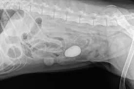 Intestinal Foreign Body in Dogs, When To See The Vet.