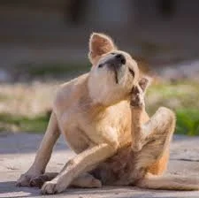 Why Is My Dog Itching So Much? What owners can do.