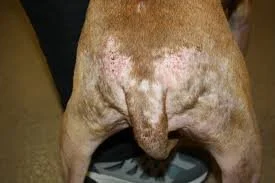 Flea Allergy Dermatitis in Dogs: Signs and Treatment