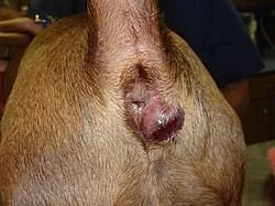 Anal Gland Abscess in Dogs: Signs, Causes, and Treatment
