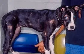 Ringworm in Dogs and Cats:   What Pet Owners Should Know