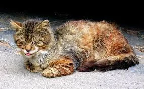 Understanding End-Stage Kidney Failure in Dogs and Cats