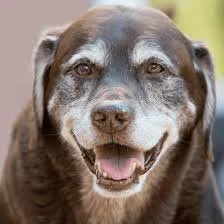 How to Tell if My Dog Is Slowing Down From Age or Illness