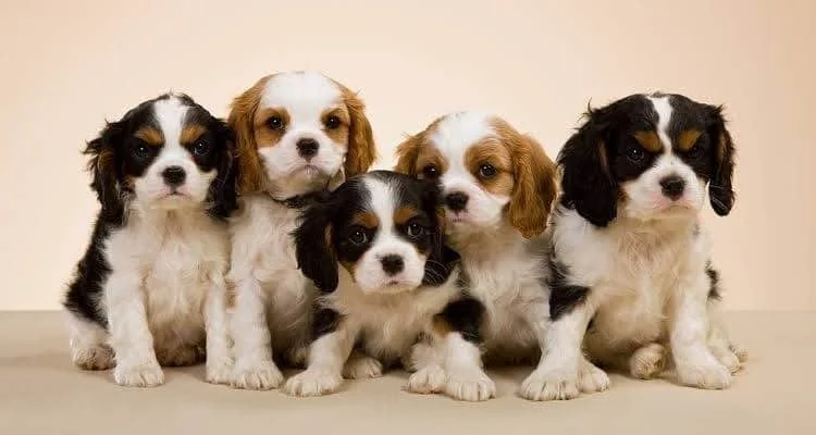 Puppy Vaccine Schedule: Why Starting at 8 Weeks Matters