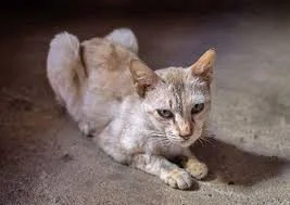 Senior Cat Weight Loss: Common Causes and When to Worry